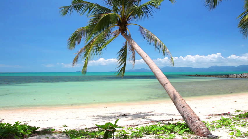 tropical beach and palm tree