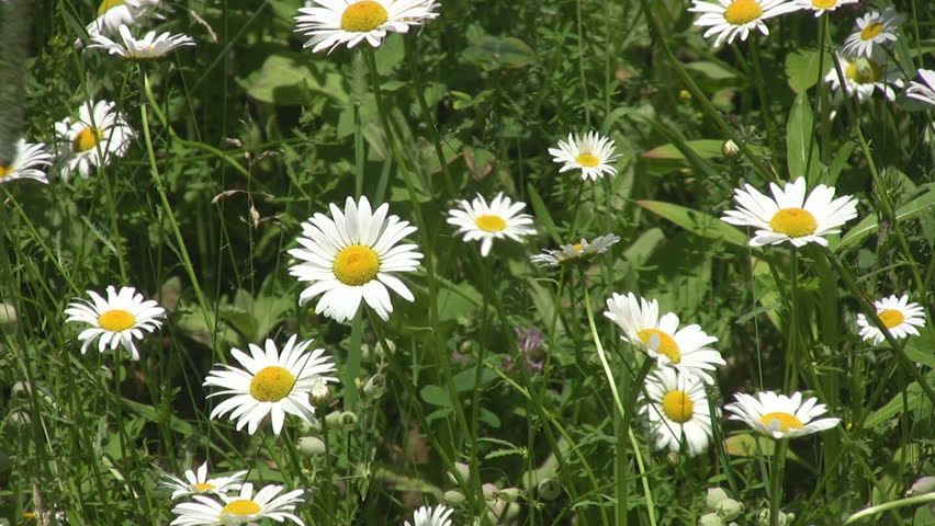 A group of daisies, sway gently in the breeze. Insects and bees buzz by.