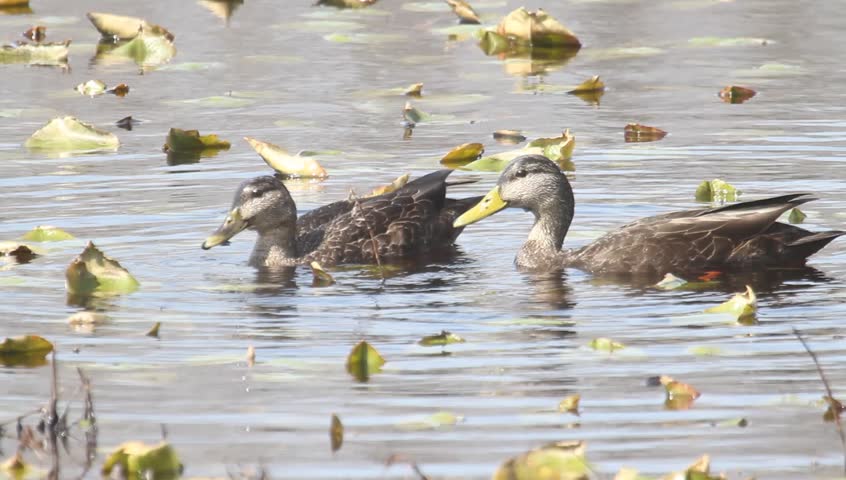 Header of American black duck