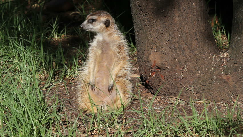 Alert meerkat (Suricata suricatta) sitting upright and looking around, South Africa