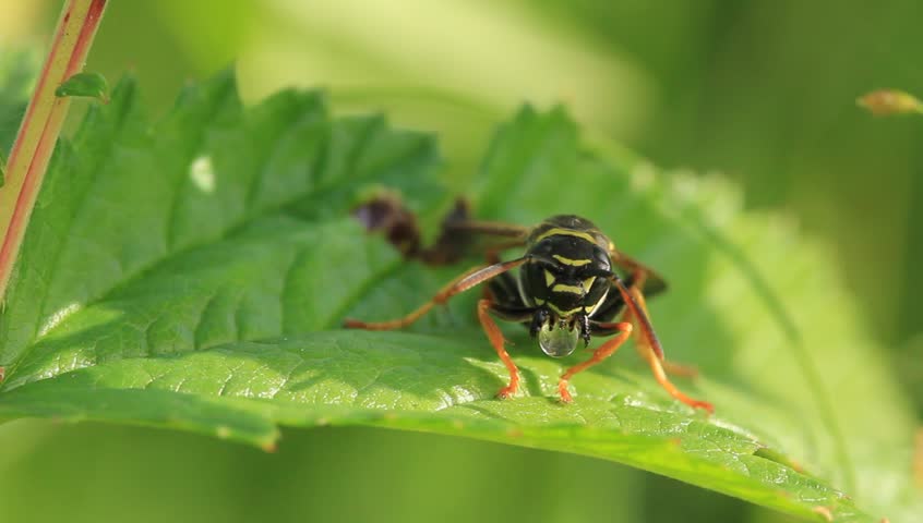 A wasp rests on a leaf