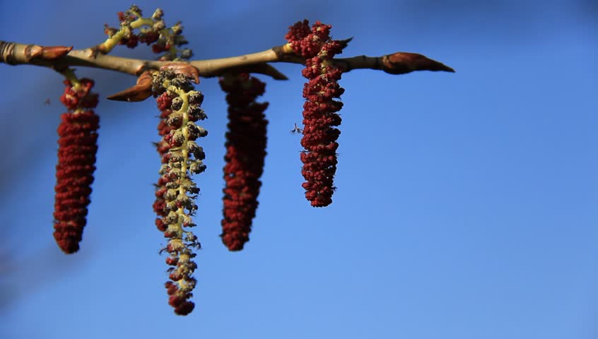 New buds sprout on a branch