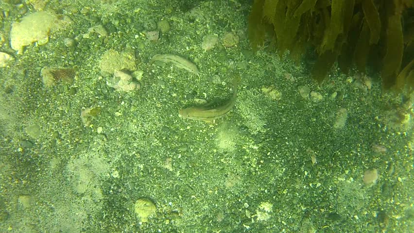 Two goatfish scanning the bottom of marine reserve Goat Island in New Zealand