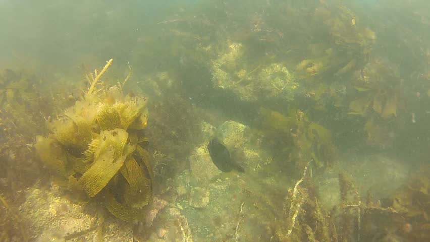 Leatherjacket at marine reserve Goat Island in New Zealand