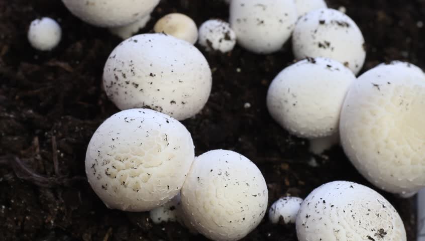 harvesting fresh white mushrooms