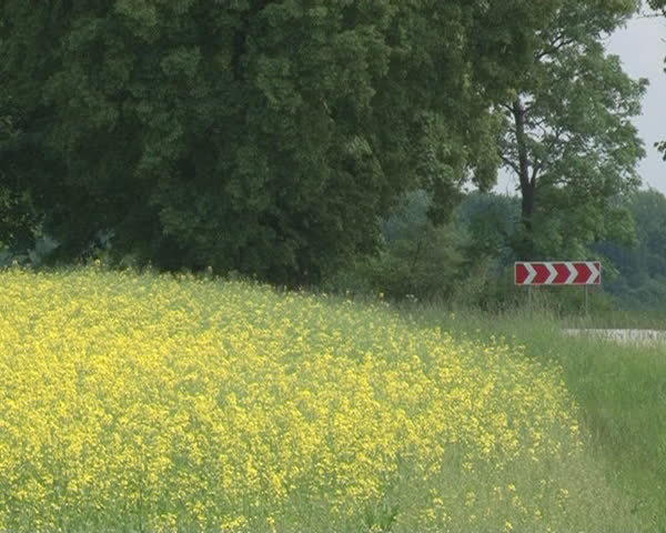 yellow blooming oilseed rape field near rural gravel road and road sign before sharp turn. crops grown for bio diesel and oil production.