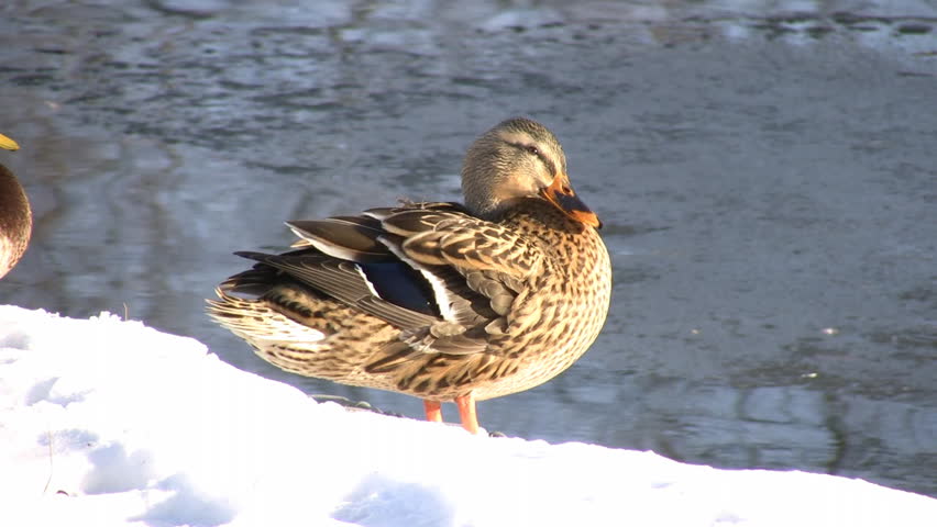 A female duck is grooming itself on the shoreline.  The water slowly moves in the background. (High Definition)