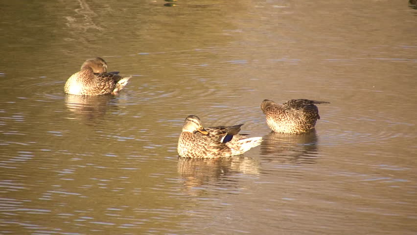 Three female mallard ducks are grooming themselves in the water. (High Definition)