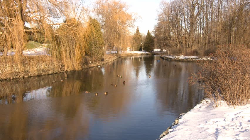 A small community of ducks are swimming in a park. (High Definition)