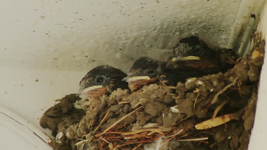 Swallow Chicks Feeding on Nest (HD). Four Swallow chicks on nest being fed by their parents.