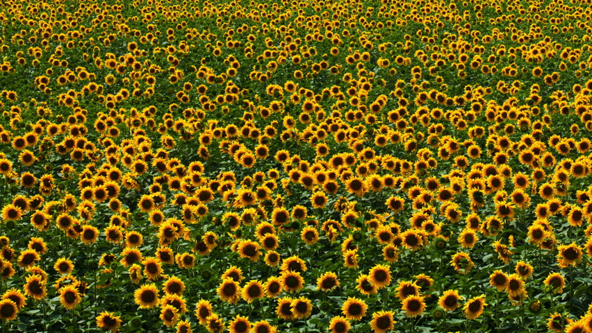 flowering sunflowers on a background sunset
