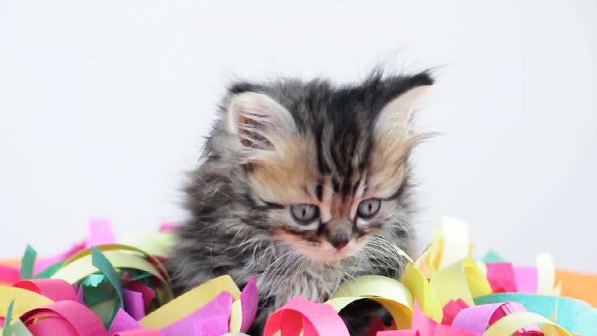 kitten