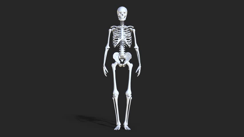 Human Skeleton With Alpha Matte Stock Footage Video 1692166 | Shutterstock