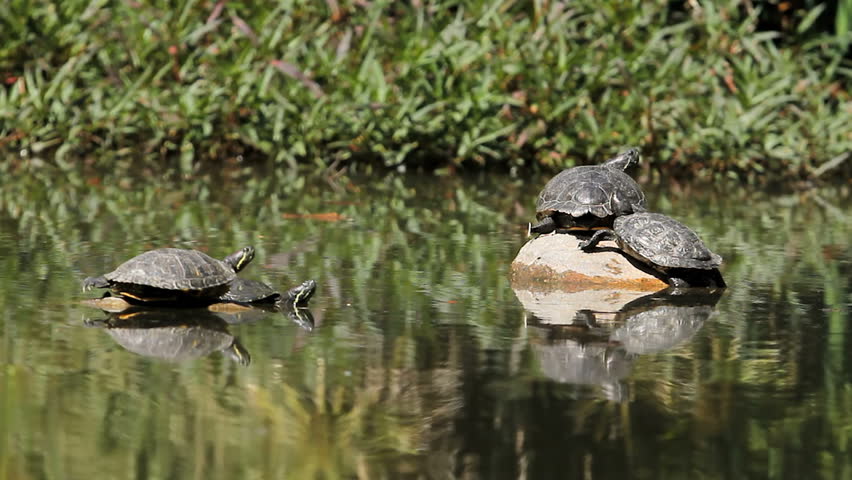 Turtle