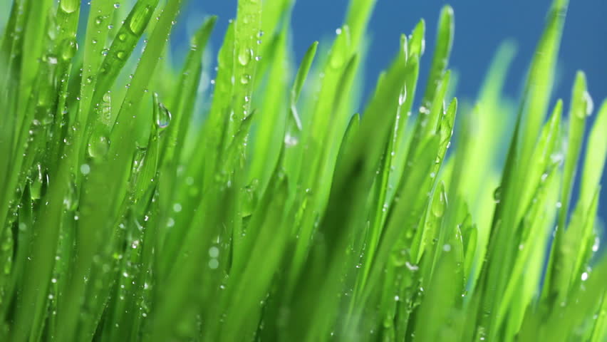 Close-up of green grass