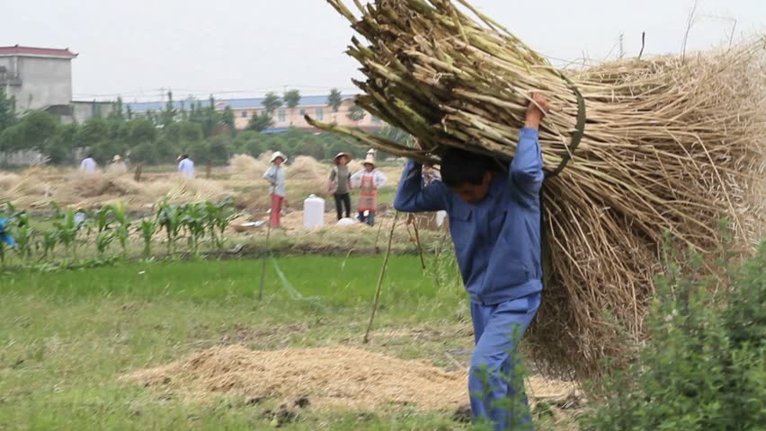 SHENZHEN, CHINA - CIRCA JUNE 2011: Chinese wheat farmers gathering and wheat.