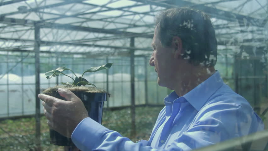 Scientist examining flora in a greenhouse