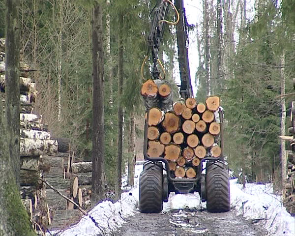 special forest tree logs transporting tractor truck unload logs from trailer. timber industry.