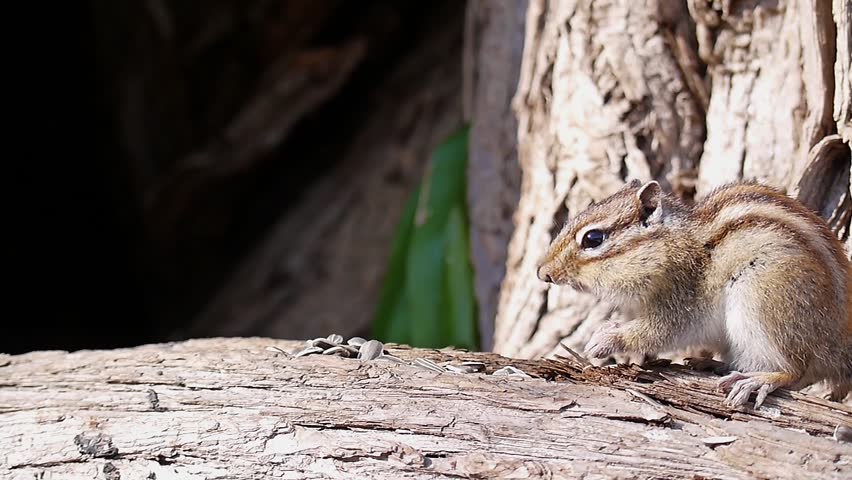 Chipmunks eating sunflower seeds