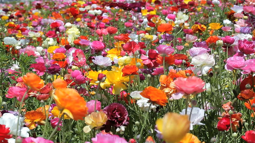 Colorful flowers