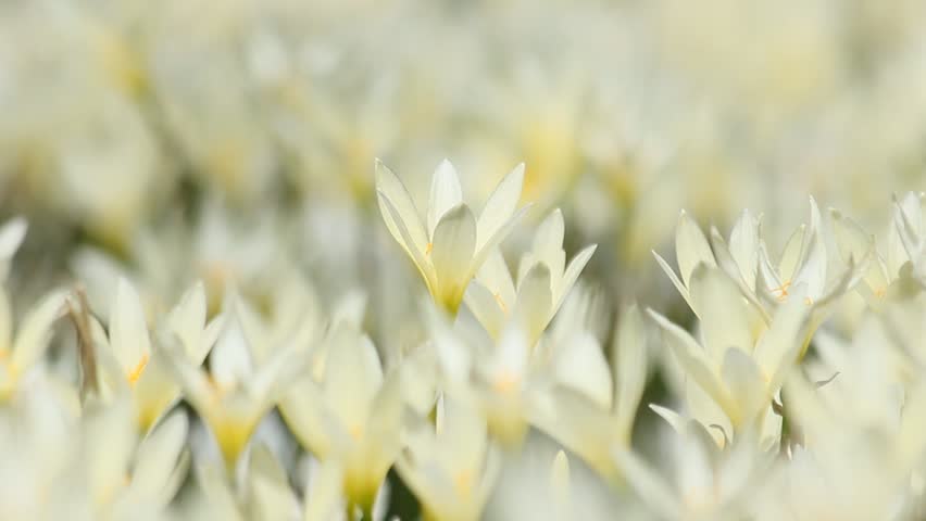 Gardening and white flowers that are blooming beautifully.