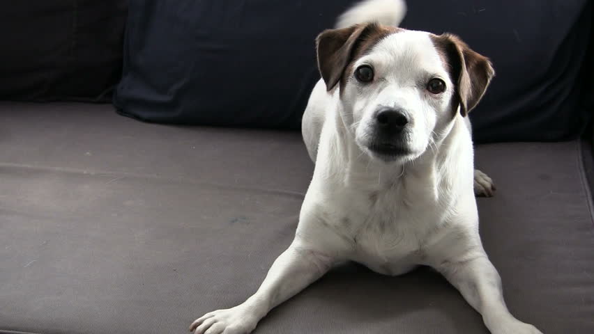 Cute puppy dog on the couch
