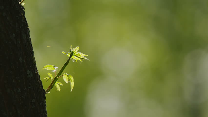 Rack focus from single sprout to a treetop. 