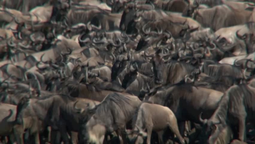 Herd of Wildebeest gathered before crossing the Mara River.