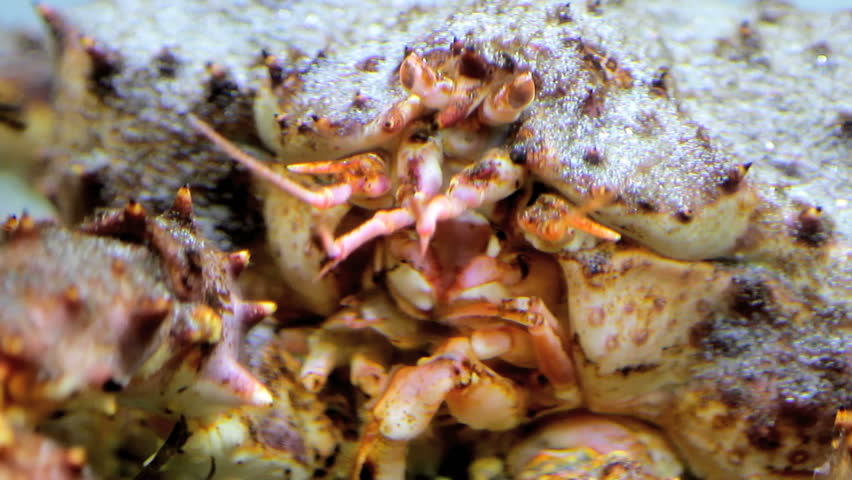 King crab eating