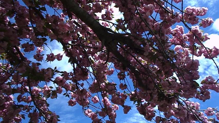 spring magnolia tree 