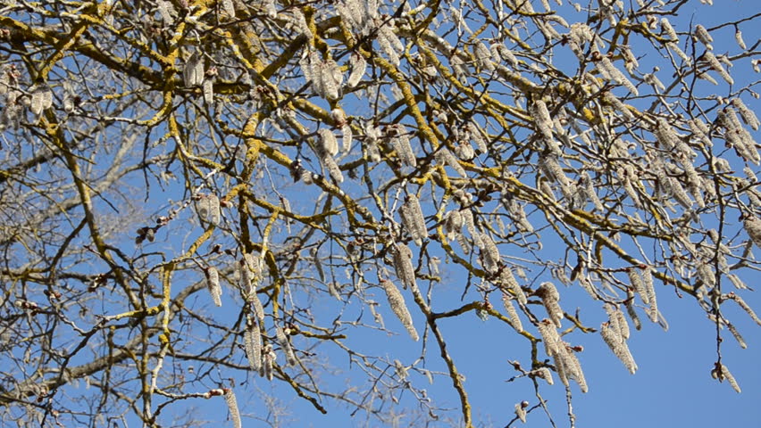 early spring asp catkins in the wind
