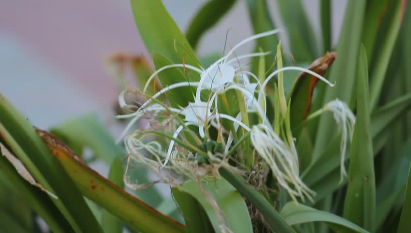 Flower in nature.