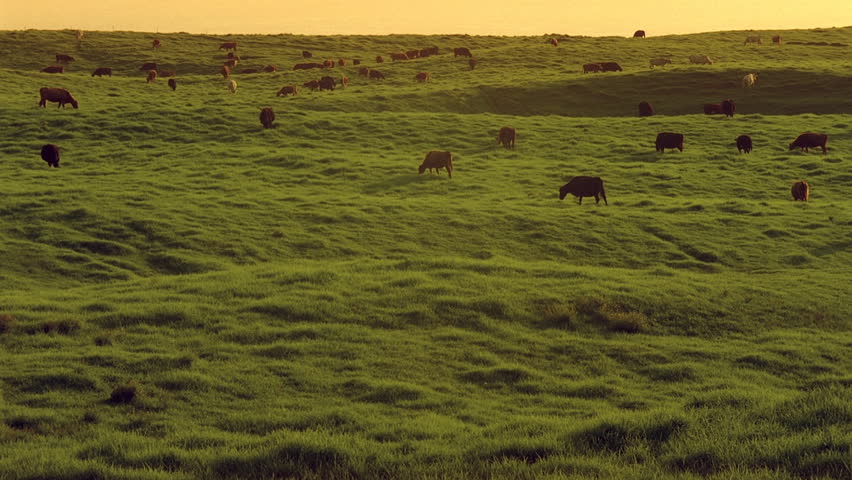 Cows Grazing in Time-lapse - Cows and bulls graze the green grass of a cattle range. The pasture sustains the herd of a dairy farm.