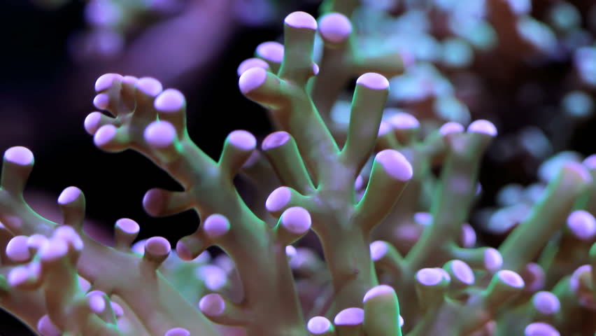 Coral aquatic