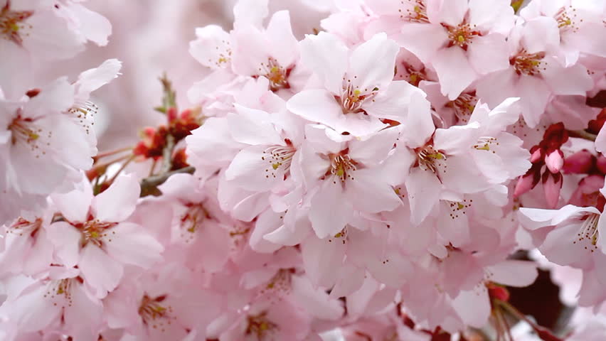 Cherry blossoms in Kyoto.