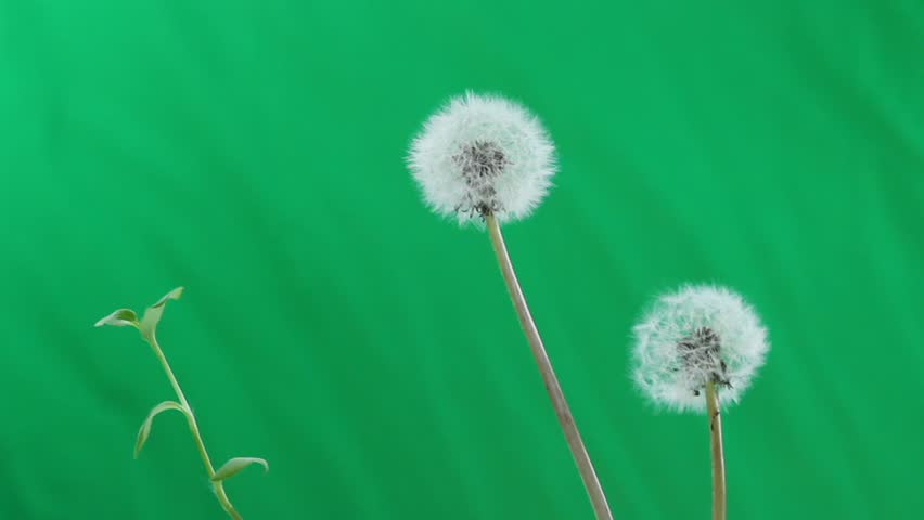 man blowing dandelion seeds against green screen