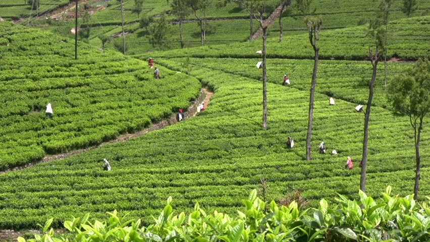 People are picking tea in the Lipton plantations in Haputale, Sri Lanka on March 8, 2010. 