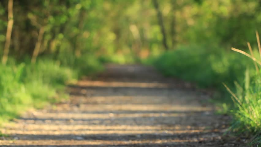 Forest footpath
