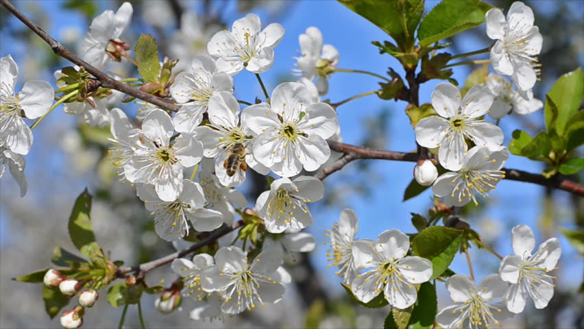 Cherry-tree blossoming. White flowers and green leaves against a blue sky. Bee pollinating flowers.
