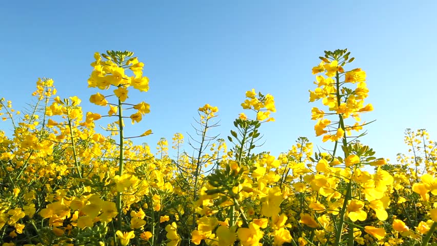 Rape seed field flowering