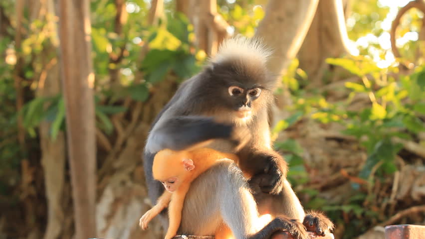 Dusky Leaf Monkey with baby