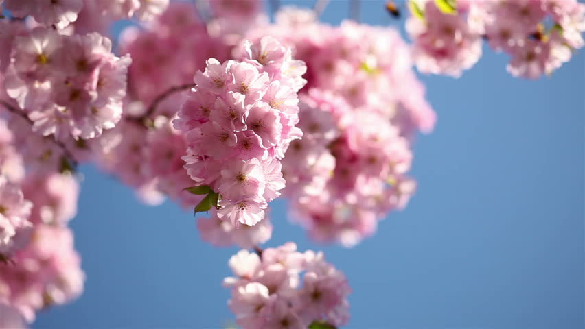 Pink cherry blossoms moving lightly on a windy day with blue sky
