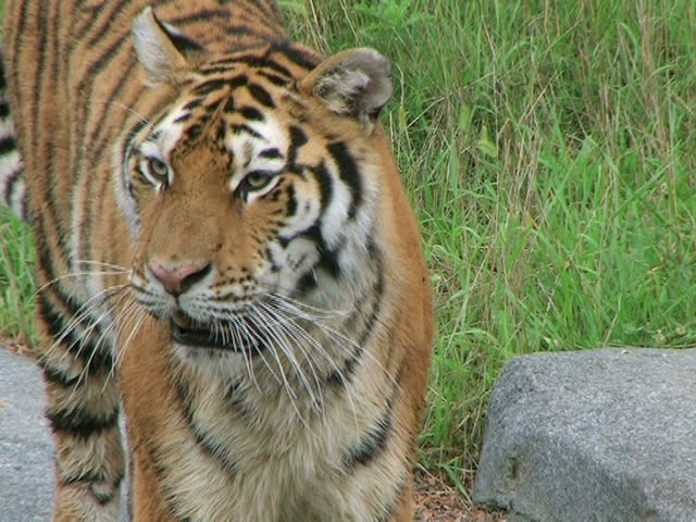 Siberian Tiger Prowling 