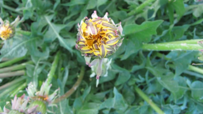 Flower dandelion is opening its blossom - timelapse