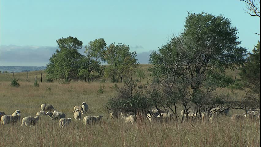 grazing sheep
