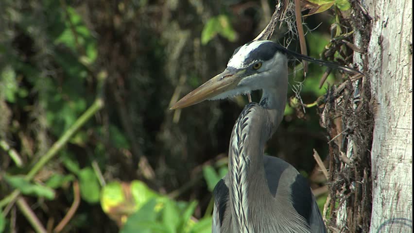 Great blue heron in cypress swamp