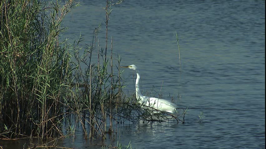 white heron stalking prey in north Florida