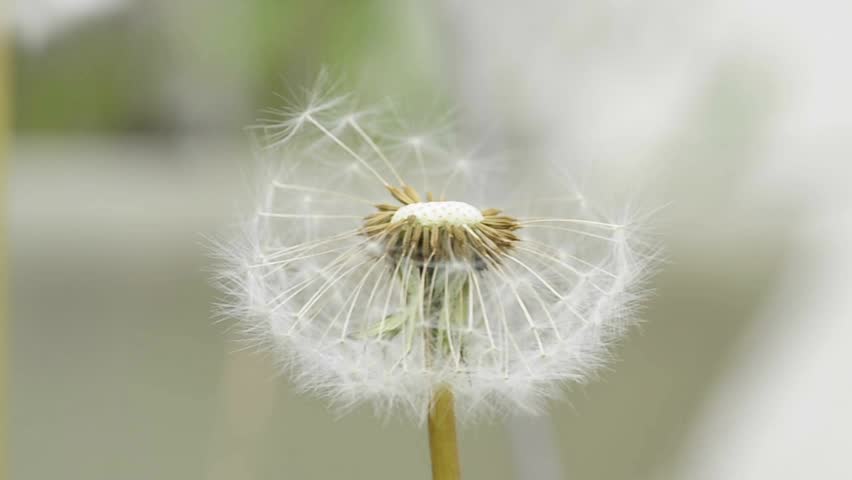 dandelion seeds