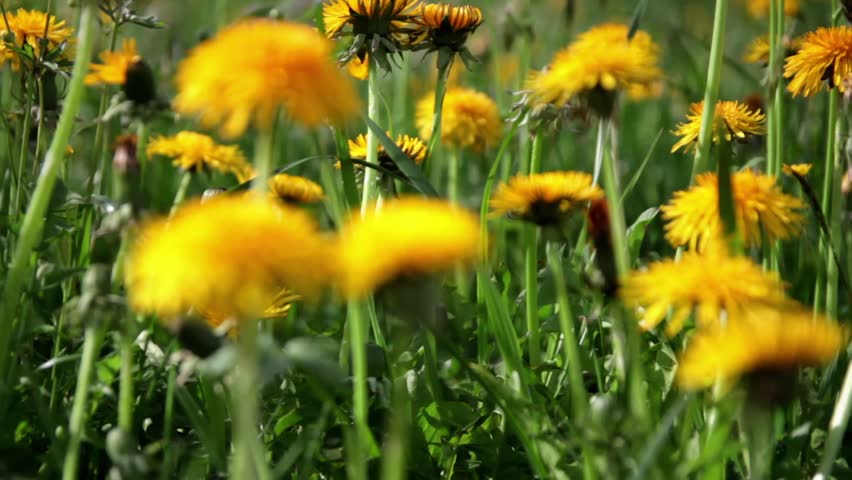 Dandelion field Taraxacum officinale