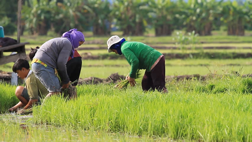 PHETCHABUN - MAY 10: Farmers cultivate rice on May 10, 2011 in Phetchabun, Thailand.
